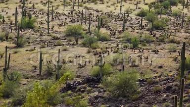 亚利桑那州的大仙人掌对蓝天，沙漠景观。 美国沙漠中的SaguaroCactusCarnegieagigantea